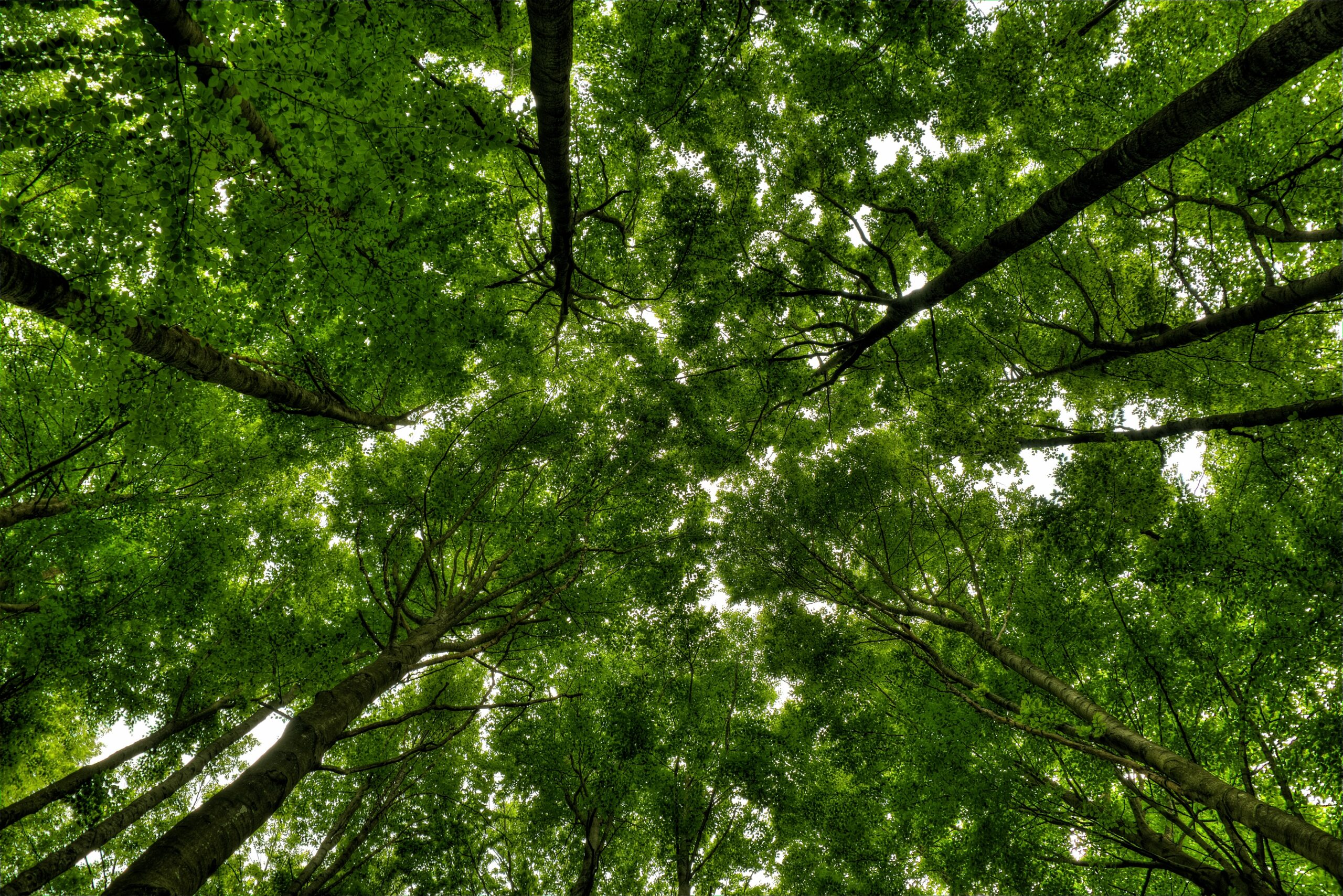 Low angle shot of tall trees in a beautiful green forest